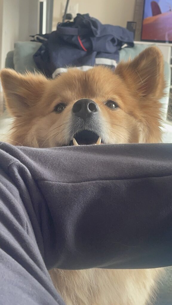 A dog sits comfortably on a person's leg, enjoying a moment of companionship and relaxation.