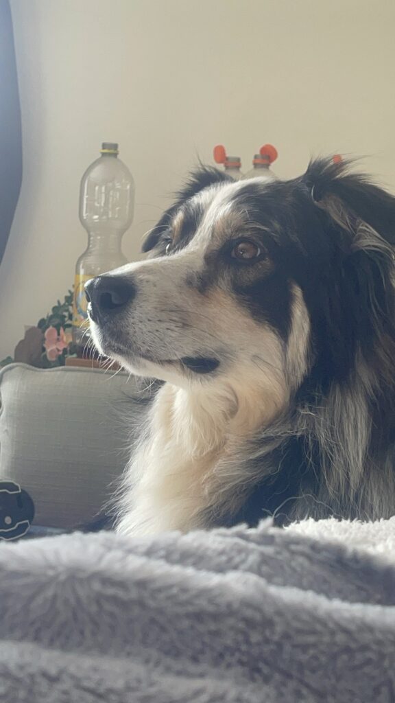 A dog sits on a couch, gazing out the window, with its ears perked up and a curious expression.